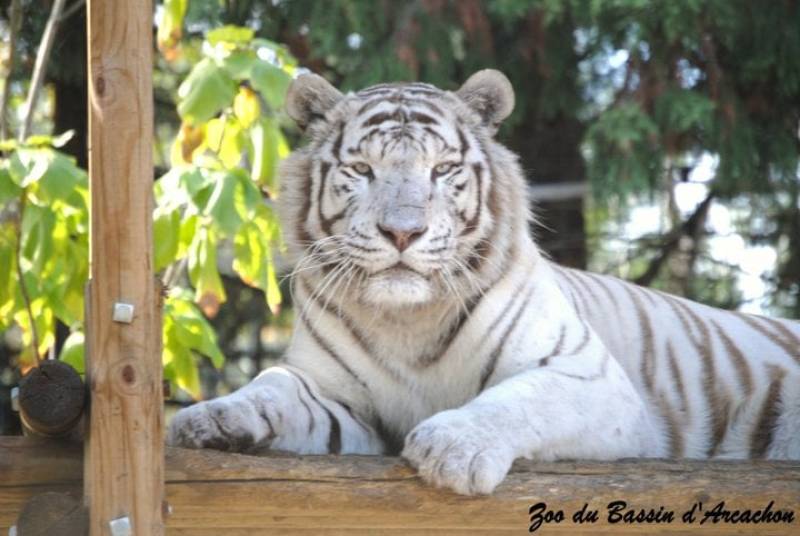 Visite du zoo du bassin d'Arcachon avec des vélos loués et livrés par les Vélos du Pyla